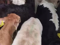 ثور, Simmental cattle — الصورة 3