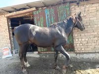 Hengst, Kyrgyz Horse — Foto 4