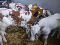 گاو نر, Simmental cattle — عکس 2