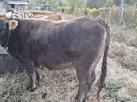 Lembu betina, Cattle — foto 3