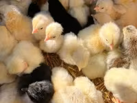 Chickens — ፎቶ 1