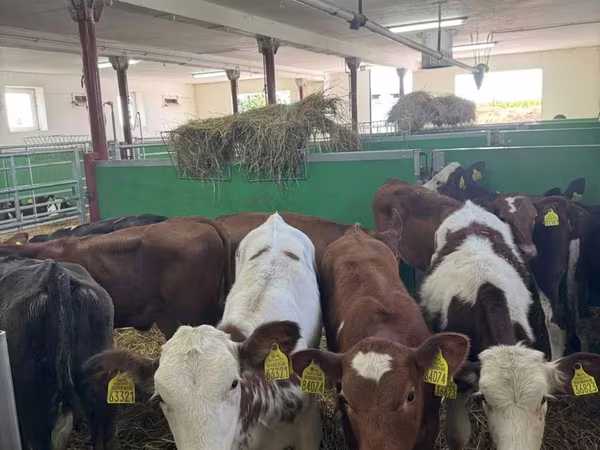 Lembu betina, Cattle