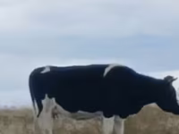 ላም, Russian Black pied cattle — ፎቶ 1