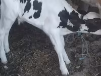 Tyre, Holstein-race — foto 1