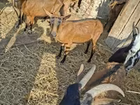 Țap, Alpine goat — foto 6