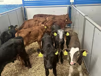 أبقار (دفعة، الجنس غير محدد), Russian Black pied cattle — الصورة 5