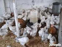 Chickens — ảnh 2