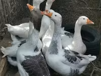 Geese — عکس 3