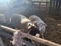 كبش, White Suffolk sheep — الصورة 2