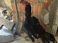 Chickens — photo 1
