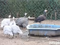 Guinea fowl — foto 1