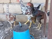 Chickens — fotografija 5
