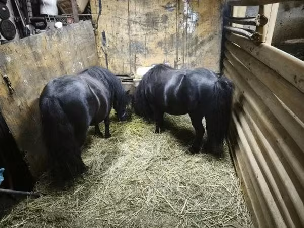 Mare, Horses — Hungary