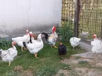 Chickens — 1. fotó