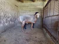 Beran, Arashan sheep — foto 3