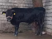 گاو نر, آبرادین-آنگوس — عکس 6