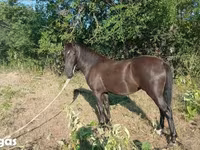 فرس, Nonius horse — الصورة 4