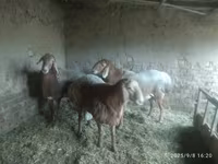 Får, Edilbay sheep — foto 1