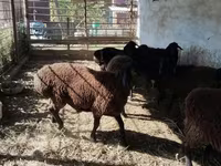 قوچ, گوسفند — عکس 2