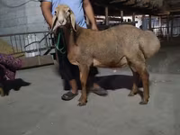 Ovan, Arashan sheep — fotografija 2