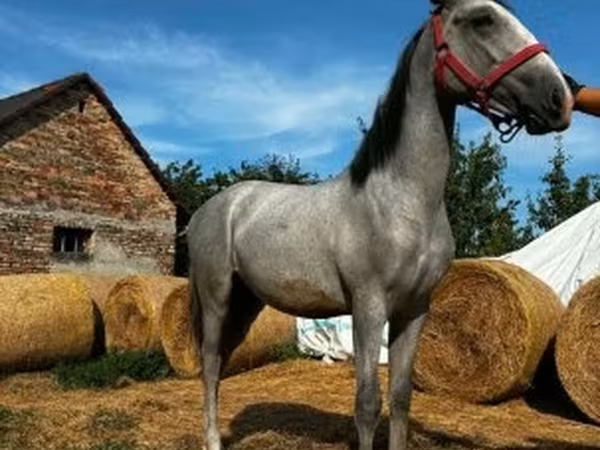 حصان, Lipizzaner