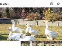Geese — zdjęcie 3