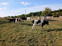 Kuh, Russian Black pied cattle — Foto 2