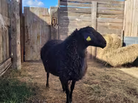قوچ, Hissar sheep — عکس 4
