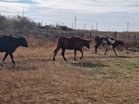 گاو ماده, Swiss cattle — عکس 2
