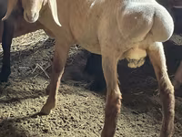 Beran, Arashan sheep — foto 6