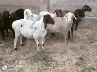 Wad, Sheep — sawirka 2