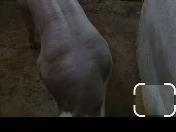 Boar, Pigs