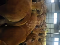 گاو ماده, Aubrac cattle — عکس 2