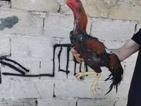 Chickens — foto 1