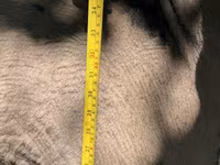 แกะตัวผู้, Hissar sheep — รูปภาพ 5