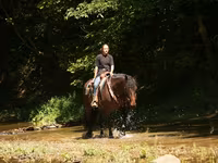 Pastuv, Racking Horse — fotografija 4