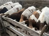 Bik, Simmental cattle — fotografija 7