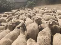 Får, Merino sheep — foto 3