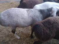 Kambing jantan, Sheep — foto 3