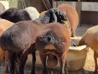 قوچ, Hissar sheep — عکس 2