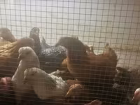 Chickens — ছবি 2