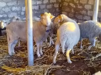 قوچ, گوسفند — عکس 1