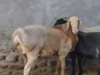 قوچ, Arashan sheep — عکس 1