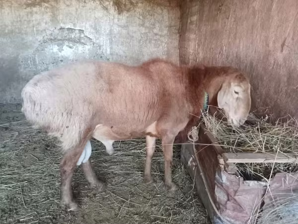 قوچ, گوسفند