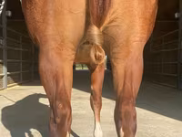 Koń, Quarter Horse — zdjęcie 2