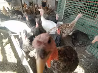 Turkeys — ფოტო 2