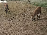 Pecora, Cameroon sheep — foto 3