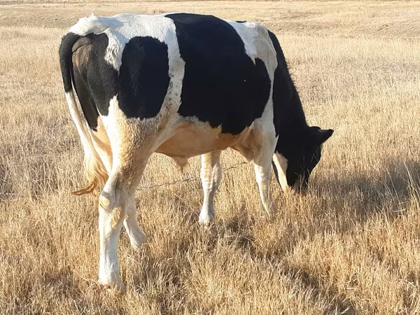 Bou, Russian Black pied cattle
