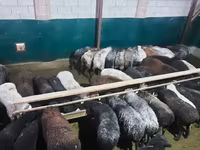 قوچ, گوسفند — عکس 4