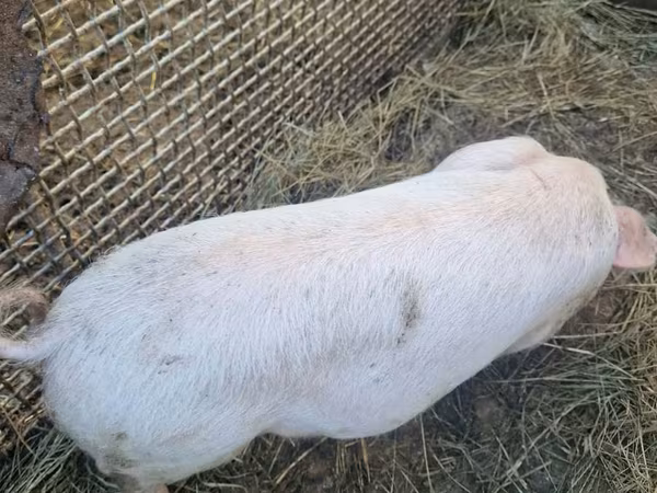 Sow, Pigs — Moldova